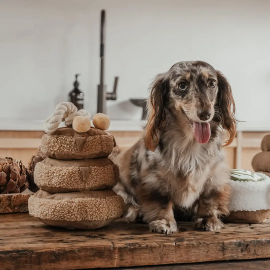 Pet Decor Trends 2026 for Modern Homes